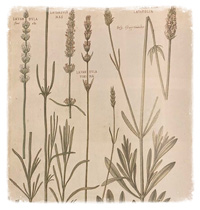 lavendel-officinalis